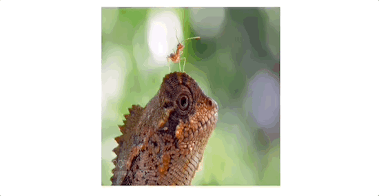 image-animation-effect-hover